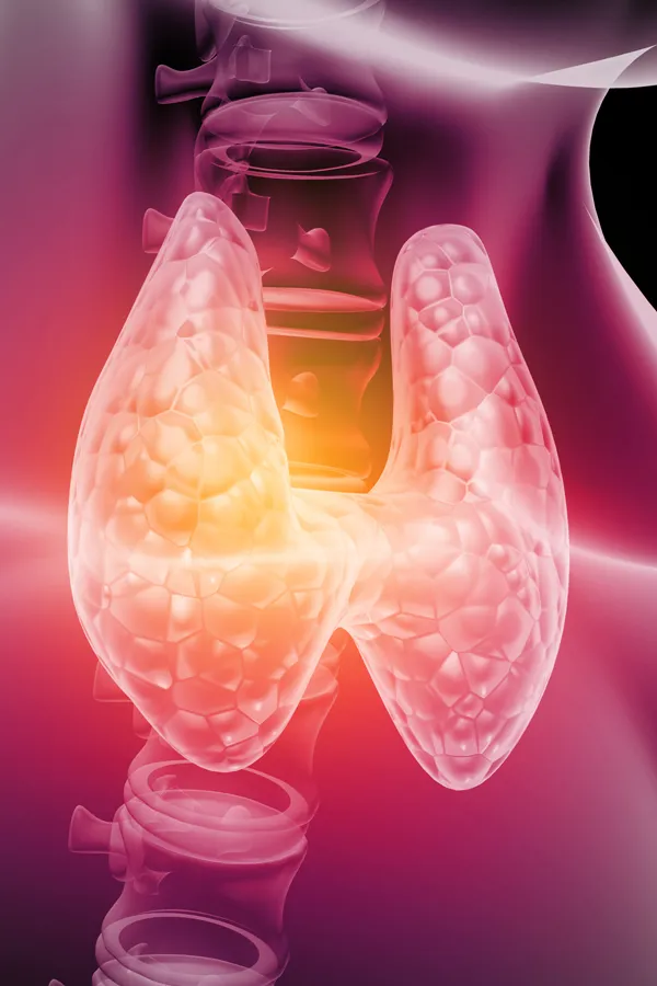 Hypothyroidism-Treatment 3D illustration of the thyroid. Get hypothyroidism treatment from Anita Petruzzelli, M.D. in Glastonbury.